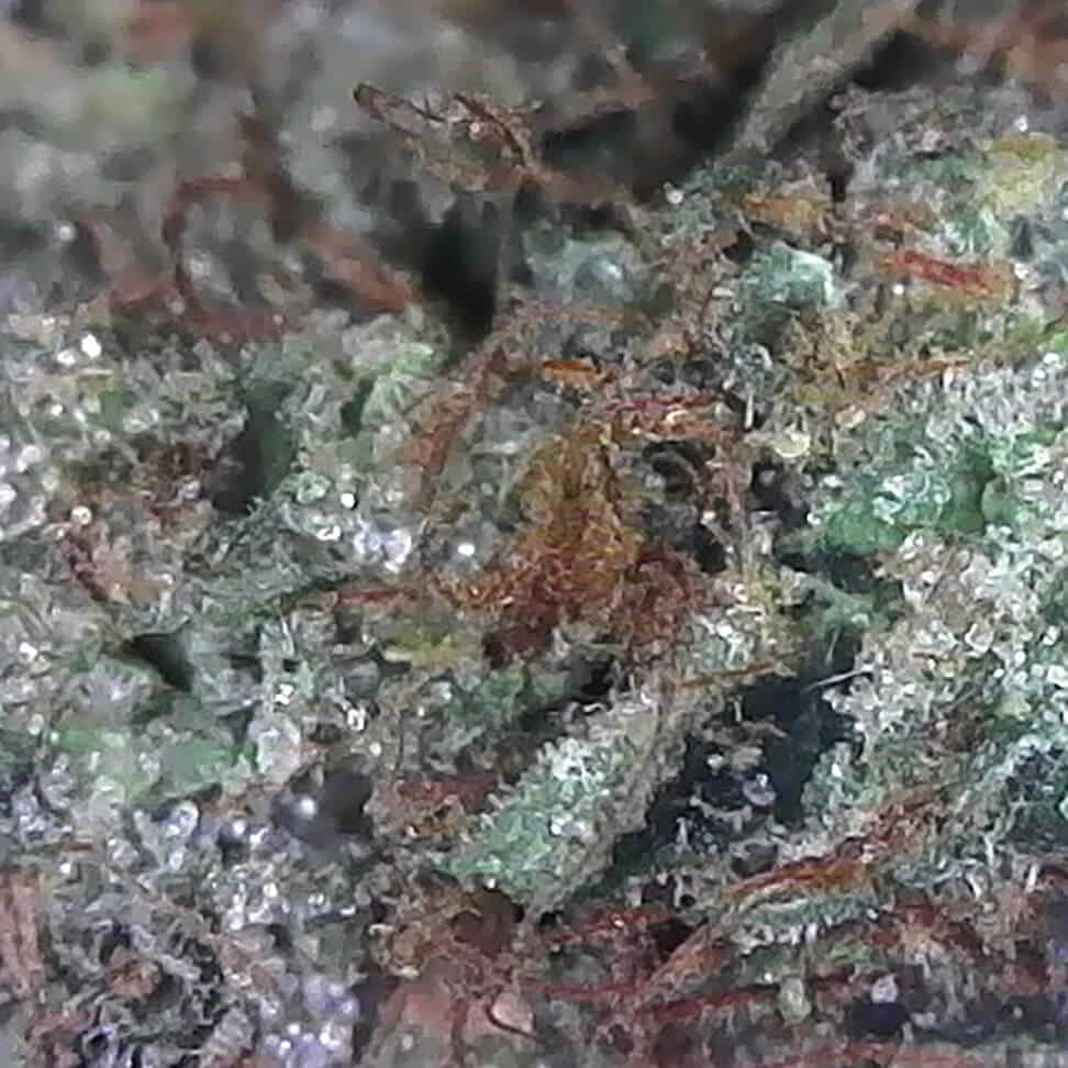 Pink Gelato Weed: Indulge in Exquisite Flavors