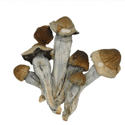 Penis Envy Mushroom - magic mushrooms