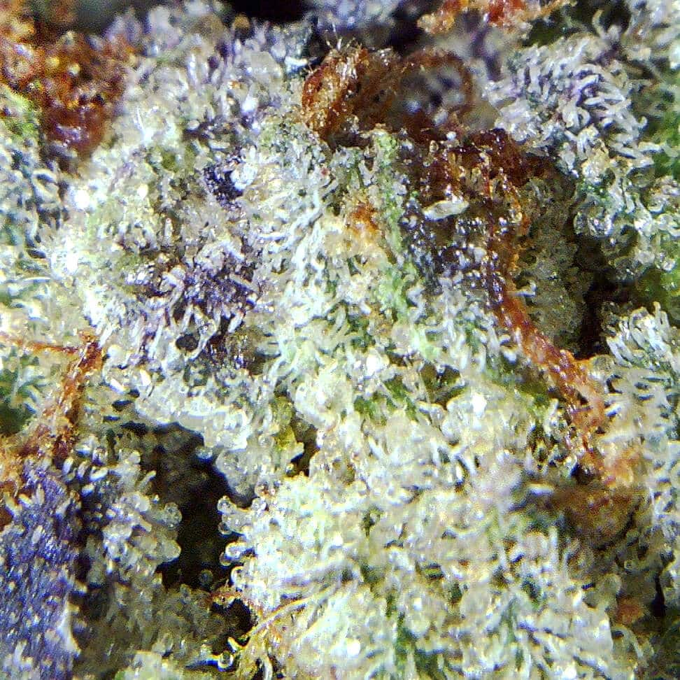 Tom Ford Marijuana - High Quality