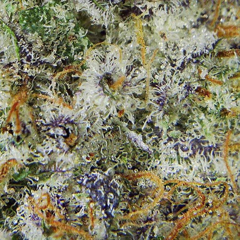 Cherry Grease strain - potent and flavorful - closeup