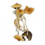 Golden Teacher