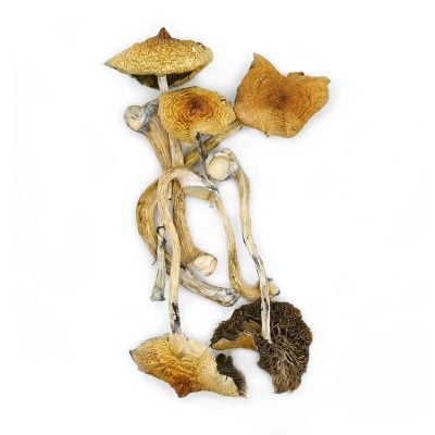 Golden Teacher