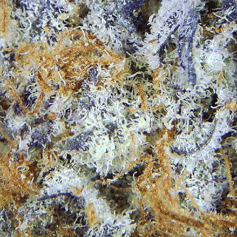 Top-quality Dosi Punch indica-dominant hybrid