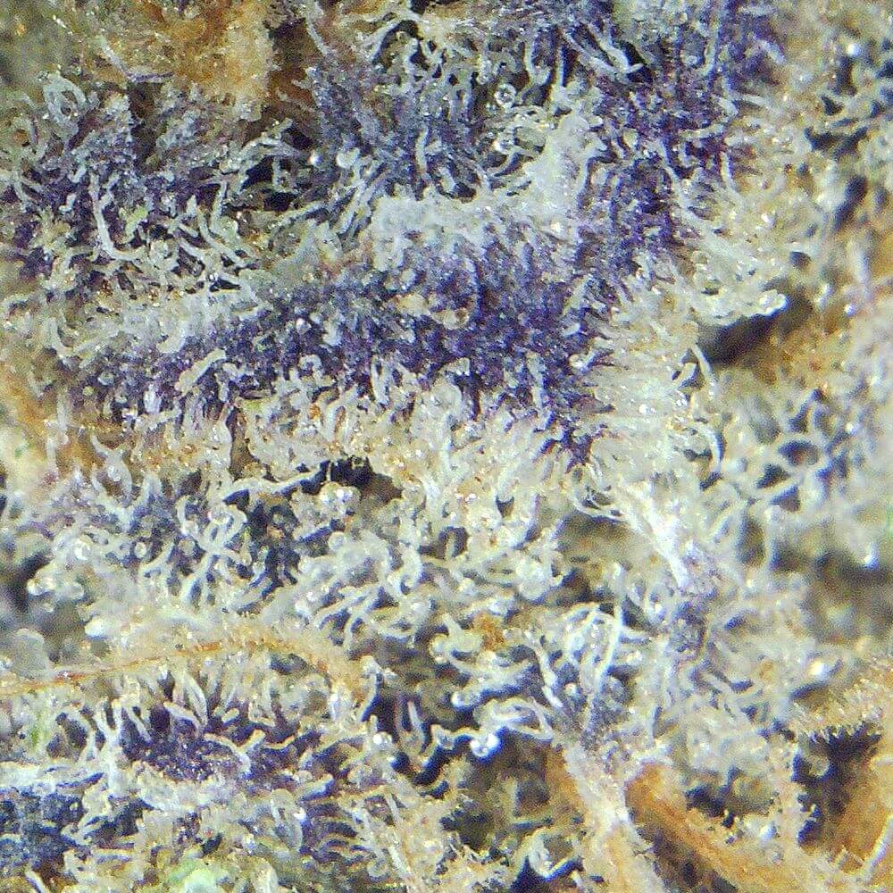 Close-up of Grease Monkey cannabis bud