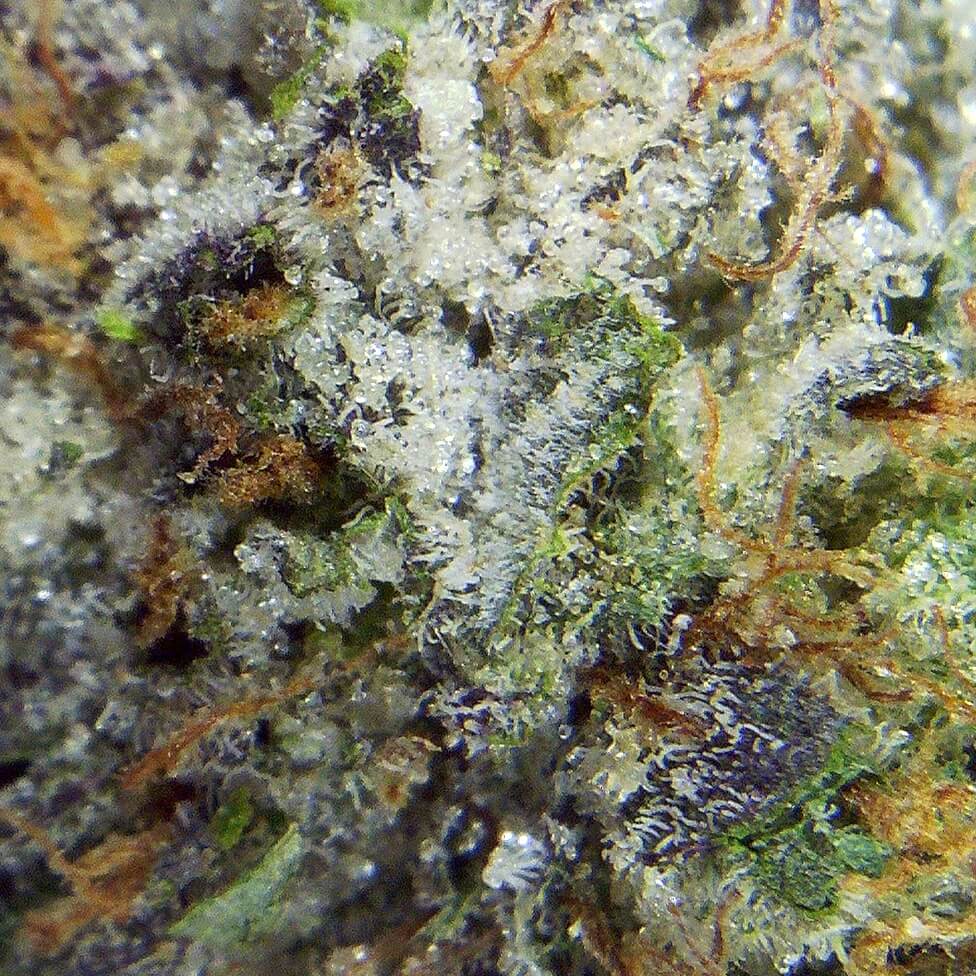 Premium Gelato Pie weed strain - fruity aroma and high THC