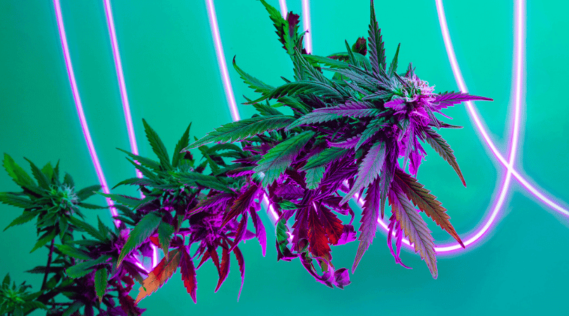 15 Awesome Weed Party Ideas