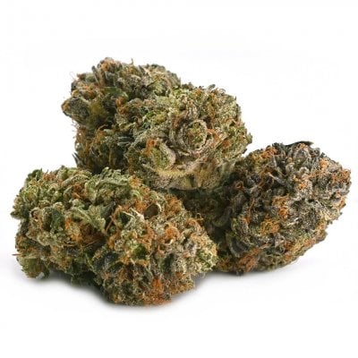 WiFi OG Cannabis Strain - Premium Quality
