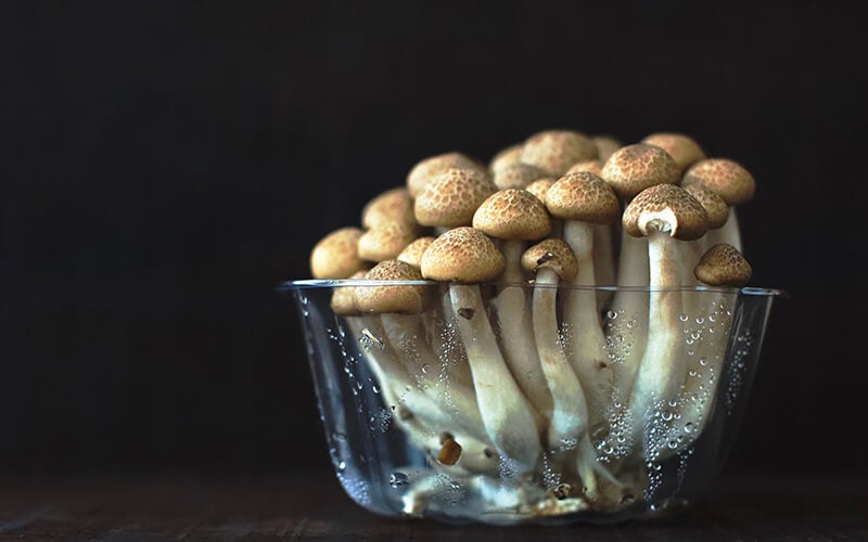 Grow magic shrooms at home