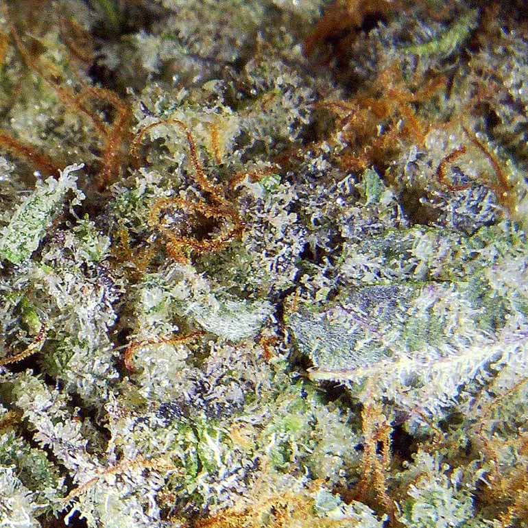 Buy MAC-10 weed online Canada