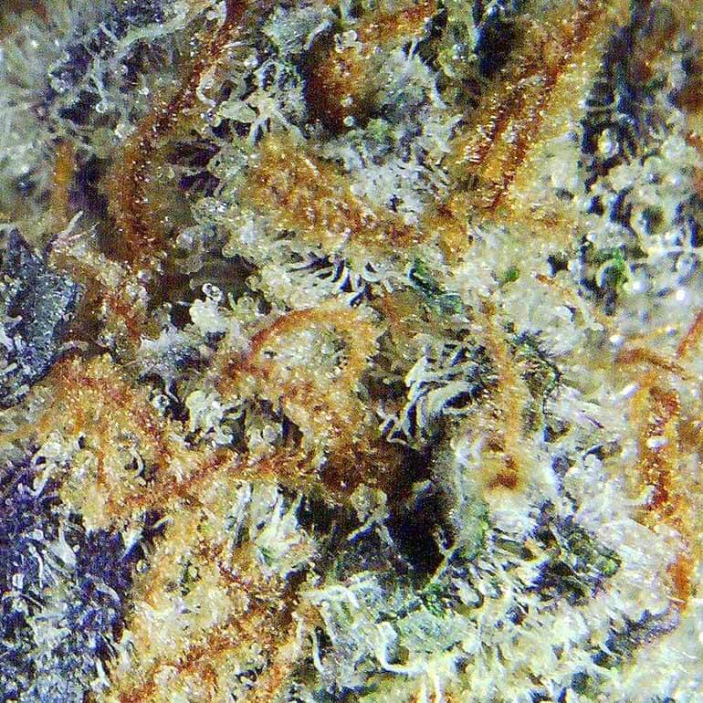 Stuffed French Toast Thunder Buddies Close-up