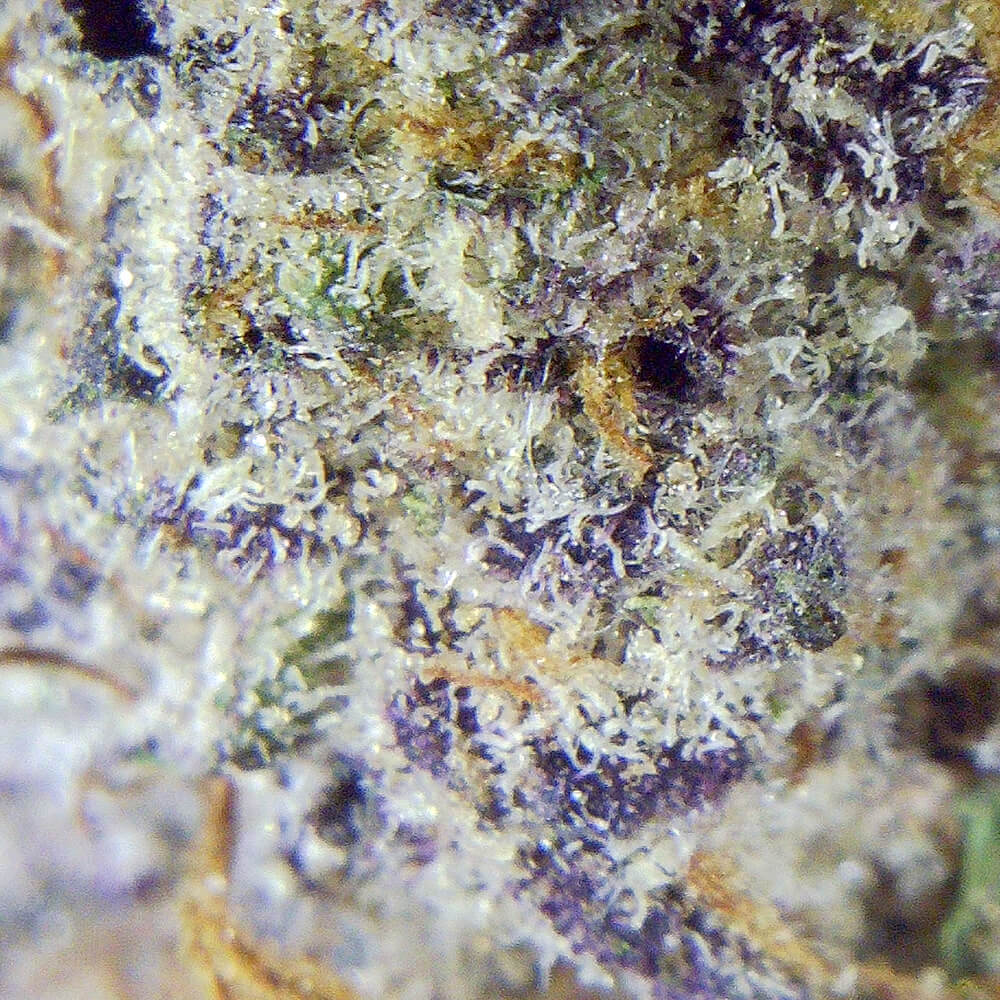 Buy Slap N Tickle Thunder Buddies Marijuana Online