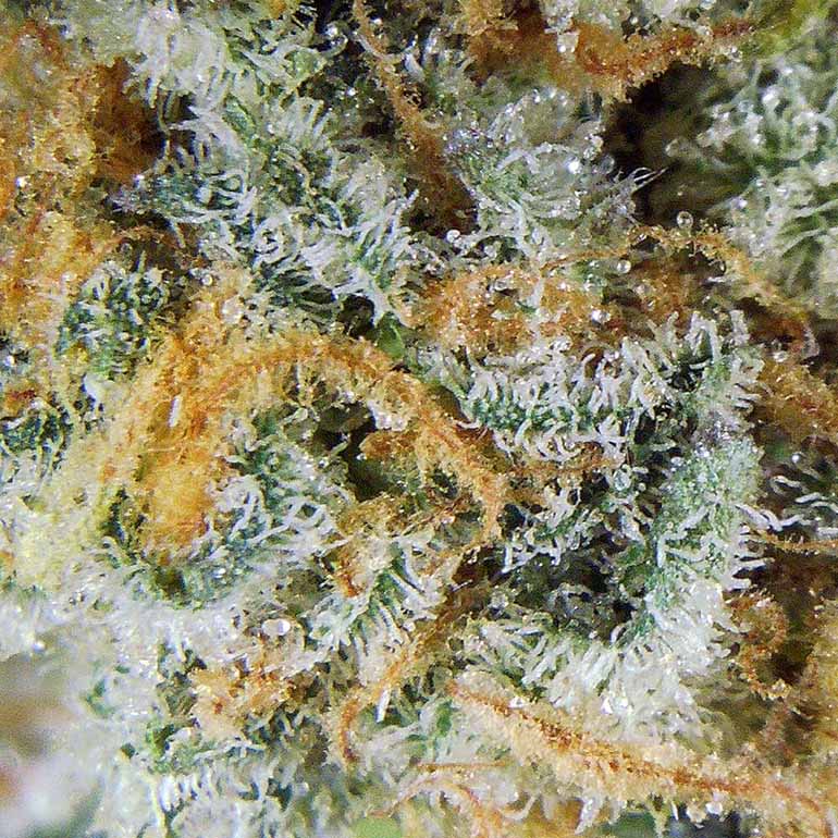 Purple-hued Do-Si-Do weed. Closeup