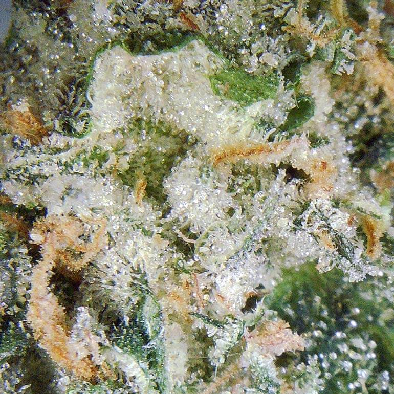 Premium Jokerz marijuana buds Close-up