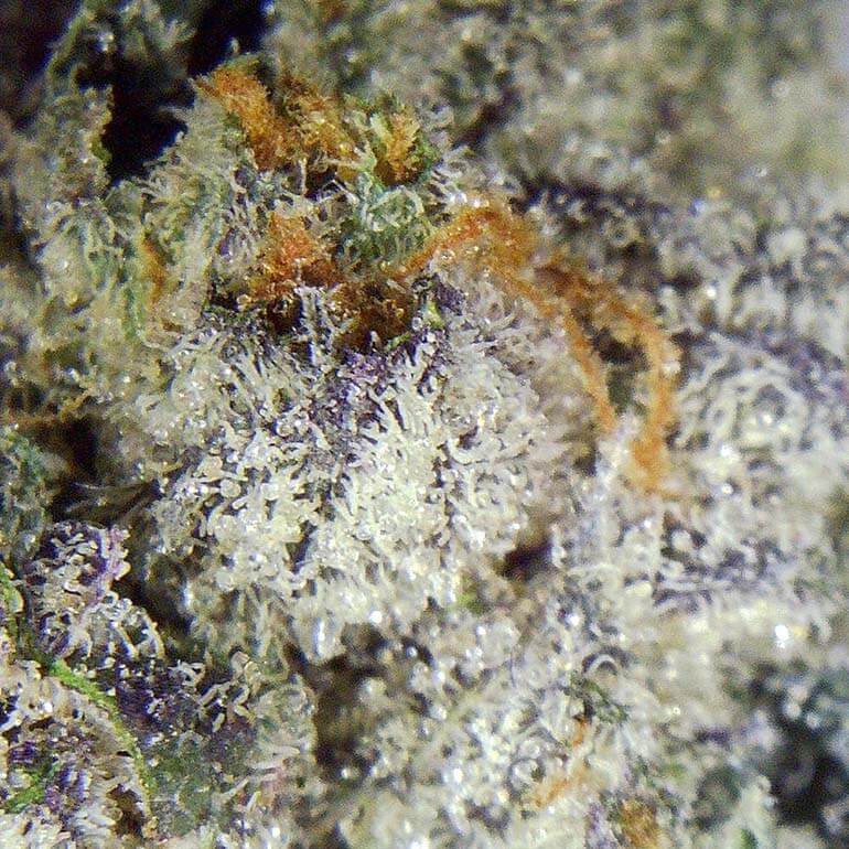 Man n Cookies Popeyes Ganja Bags Macro