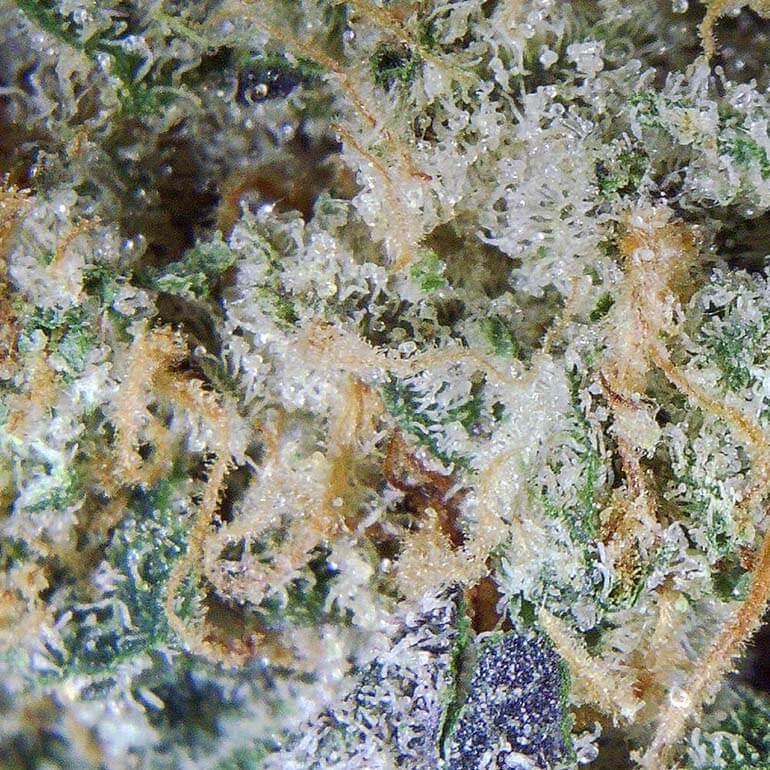 Buy Platinum Blueberry marijuana online - top quality