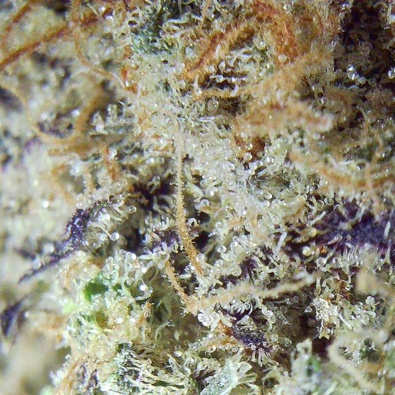 Astro Pink Marijuana Flower Closeup