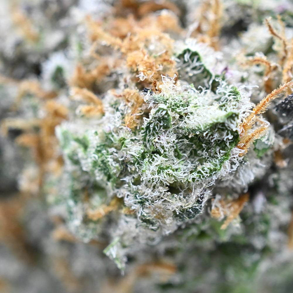 Oreoz - Thunder Buddies - Image 3