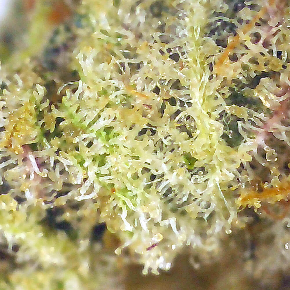 High-Quality Marijuana Strain Closeup