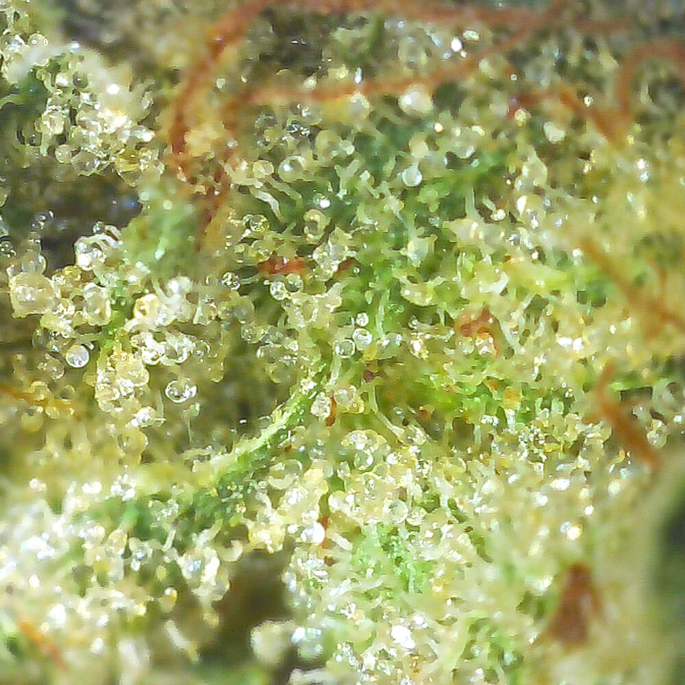 MK Ultra potent weed - Closeup