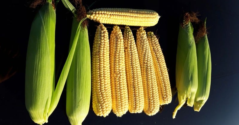 Can You Use Corn Husks to Roll a Joint