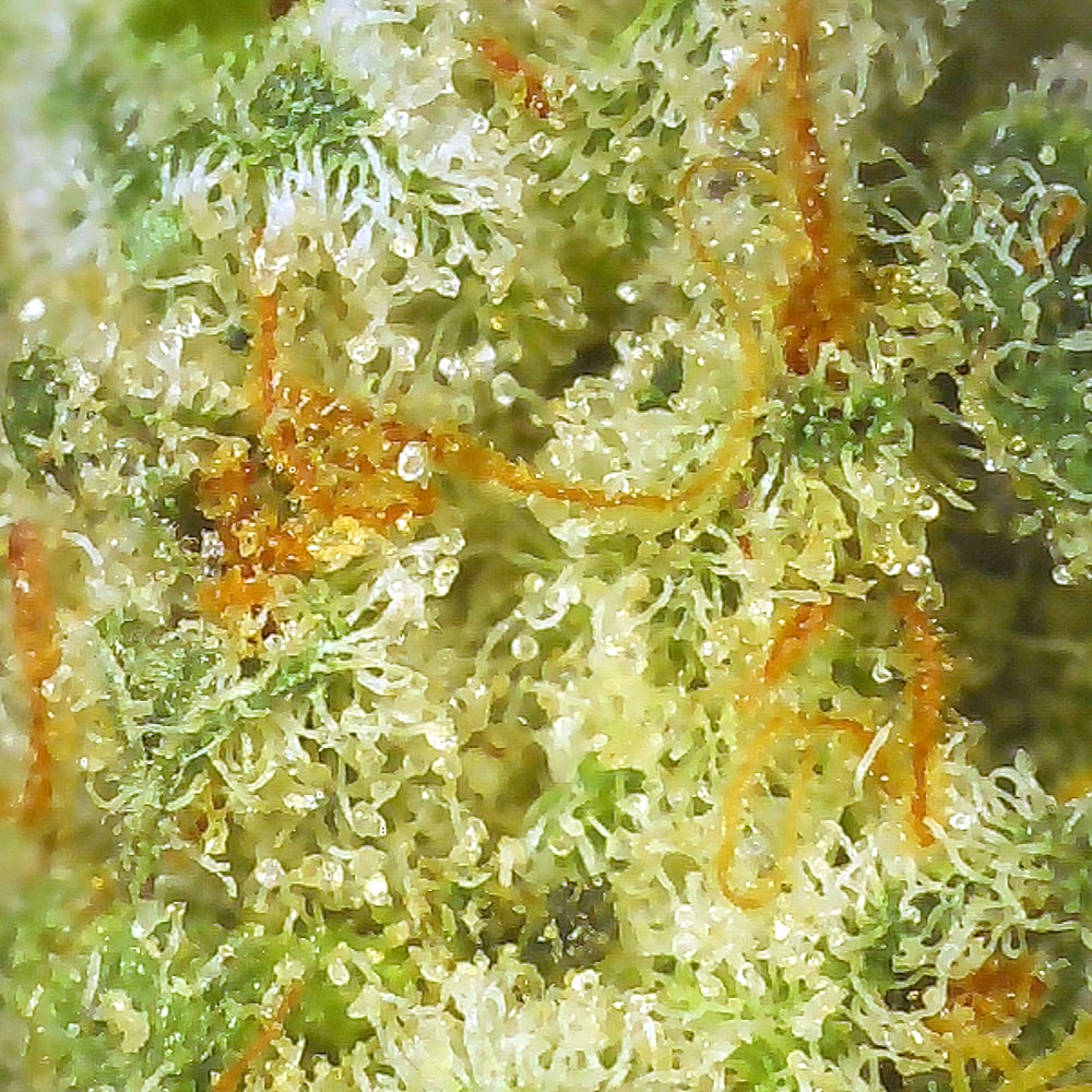 Lemon Pound Cake Cannabis - Potent and Flavorfu