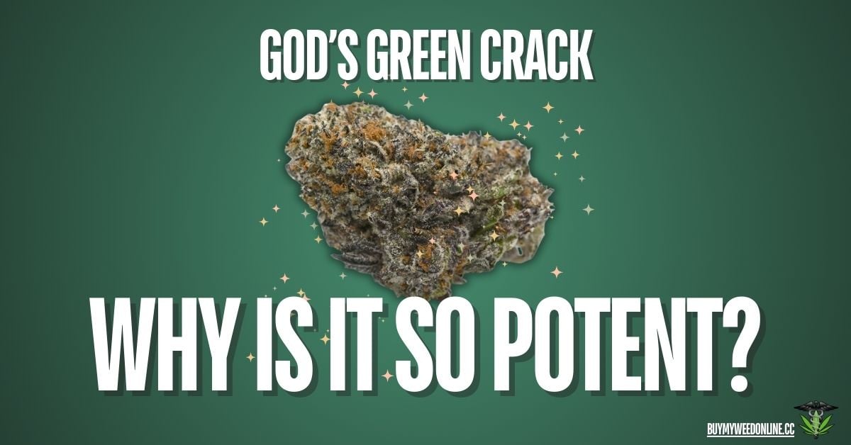 why is gods green crack thc content so potent featured image
